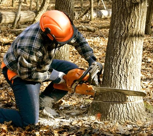 Tree Removal in Oberlin, LA